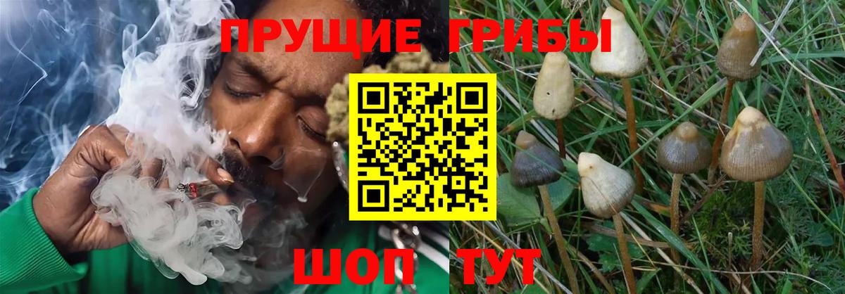 Псилоцибиновые грибы ЛСД Казань